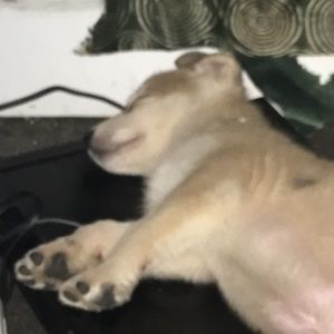 Meet your Posher, Adrian